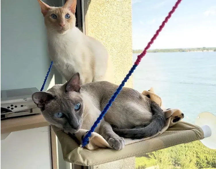 Cat Window Bed Tan Cress